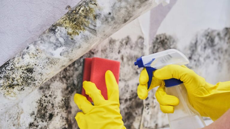 Mould Abatement & Remediation Services