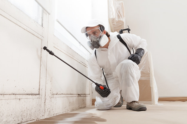 Mould Remediation: Protecting Your Home From Mould